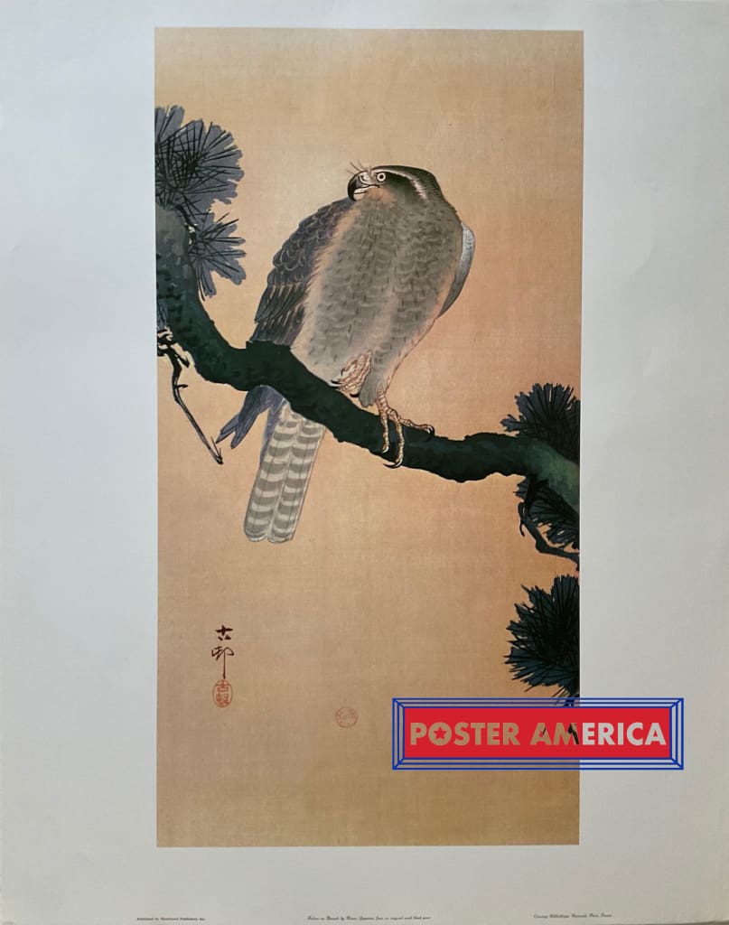 Falcon on Branch by Koson, Japanese Vintage Fine Art Print Poster 22.5 x 28