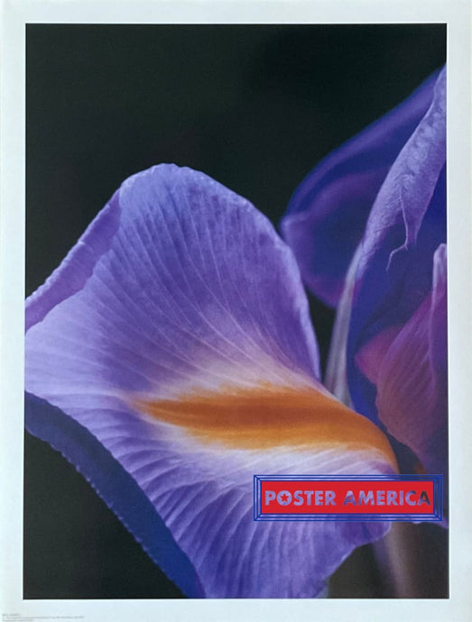 Iris Wings Photography Poster 19 X 25 Posters Prints & Visual Artwork