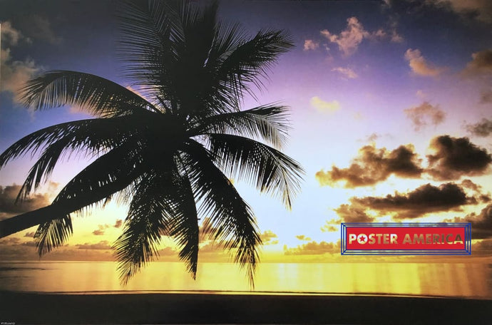 Lone Palm On The Beach At Sunset Poster 23.5 X 36 Posters Prints & Visual Artwork