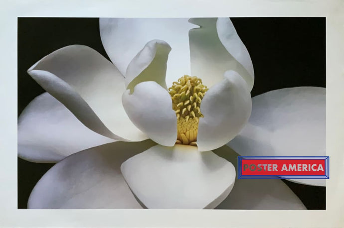 Magnolia Flower Artwork 2005 Poster Print 24 X 36 Art