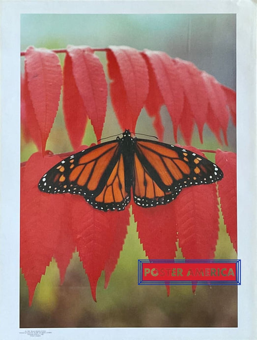 Monarch Butterfly On Sumac Vintage Photography Poster 19 X 25 Posters Prints & Visual Artwork