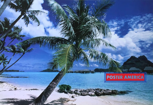 Palm Tree In Paradise Poster 23.5 X 34 Posters Prints & Visual Artwork