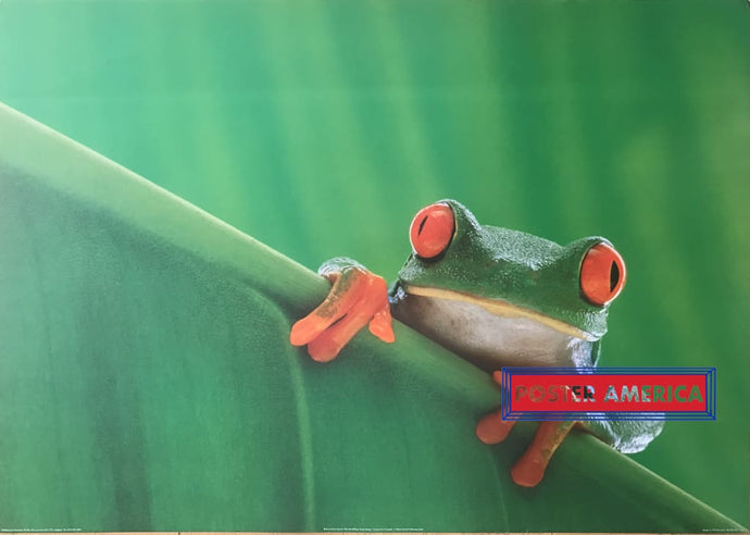 Red Eyed Tree Frog Vintage 1995 Uk Import Poster 24 X 34