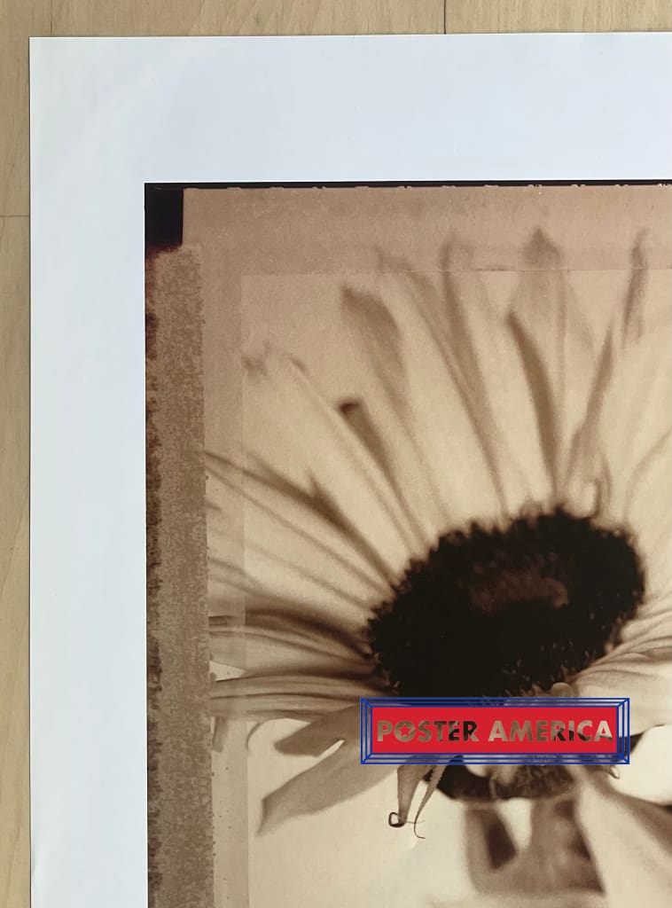 Load image into Gallery viewer, Sunflowers Ii By Sean Hoyland Vintage Uk Import Poster 23 X 35
