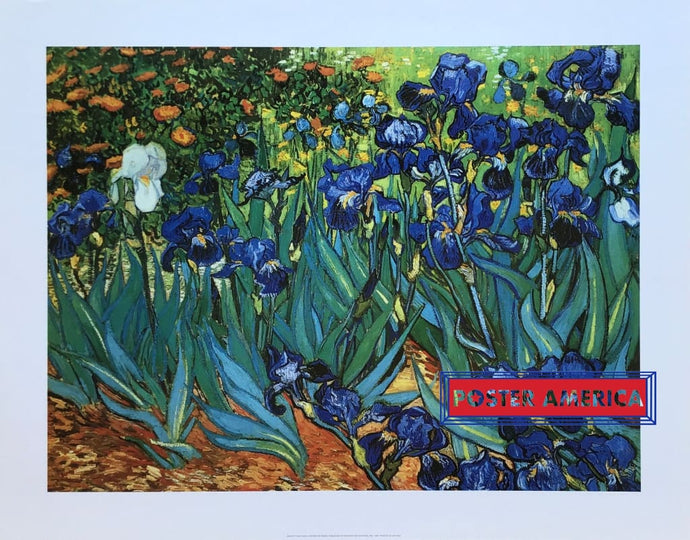 Vincent Van Gogh Irises Art Print 22 X 28 Posters Prints & Visual Artwork